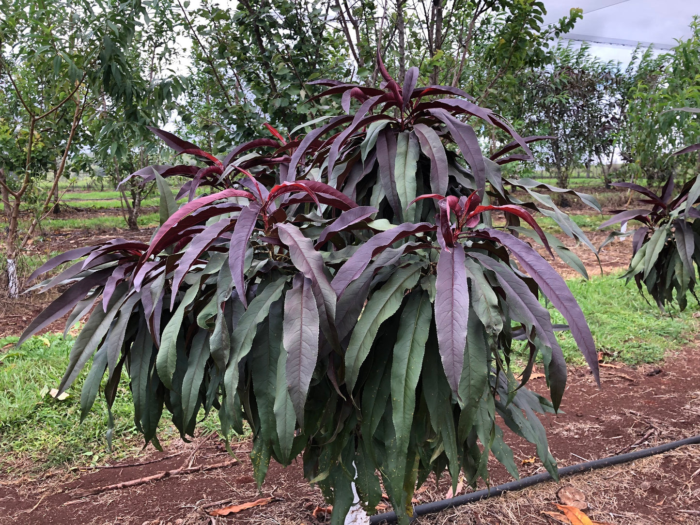 Nectarine-Super Dwarf Sunset