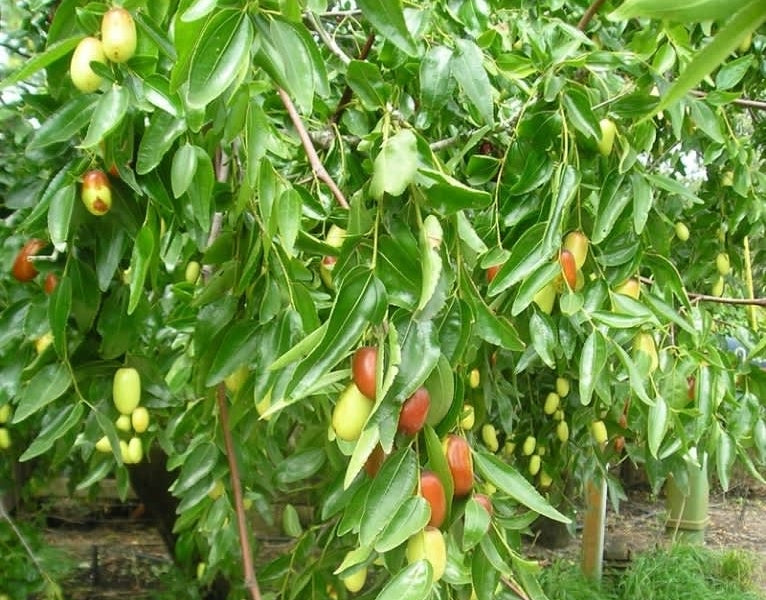 Jujube - Silverhill Large