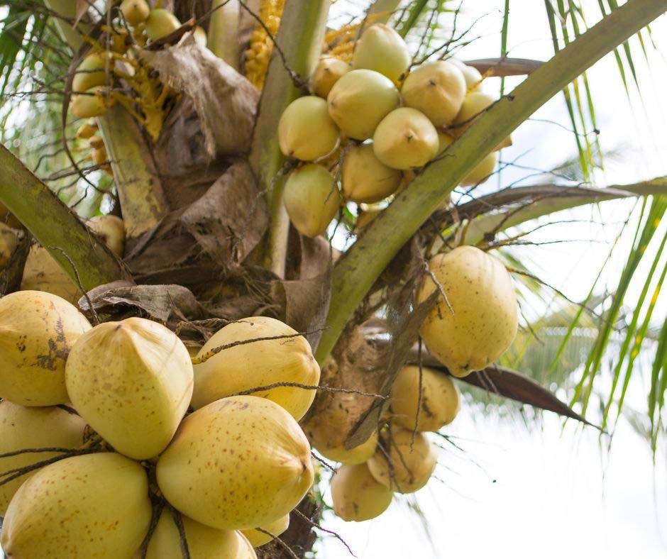 yellow coconut palm Dwarf Coconut - Yellow
