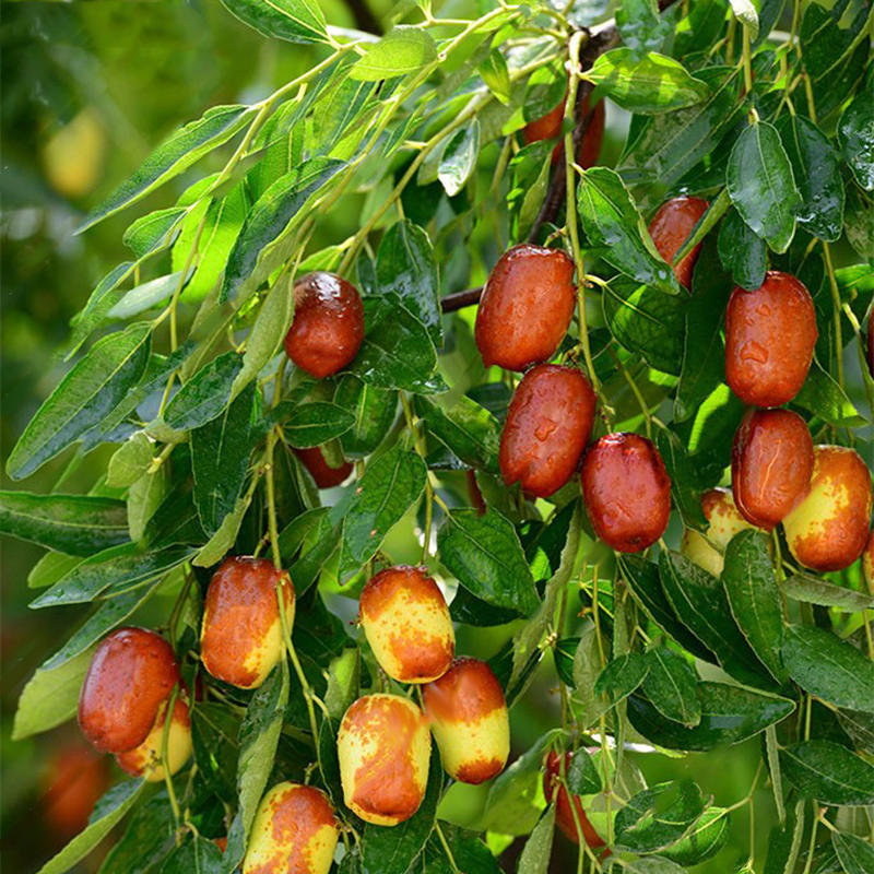 Buy Jujube Trees Online - Delivered to your door! – Ross Creek Tropicals