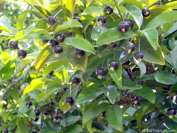 Buy Grumichama Fruit trees - Delivered to your door! – Ross Creek Tropicals