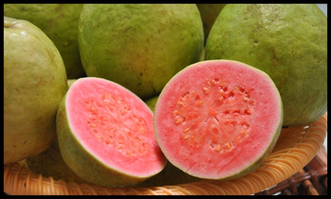 Buy Guava Fruit trees - Delivered to your door! – Ross Creek Tropicals