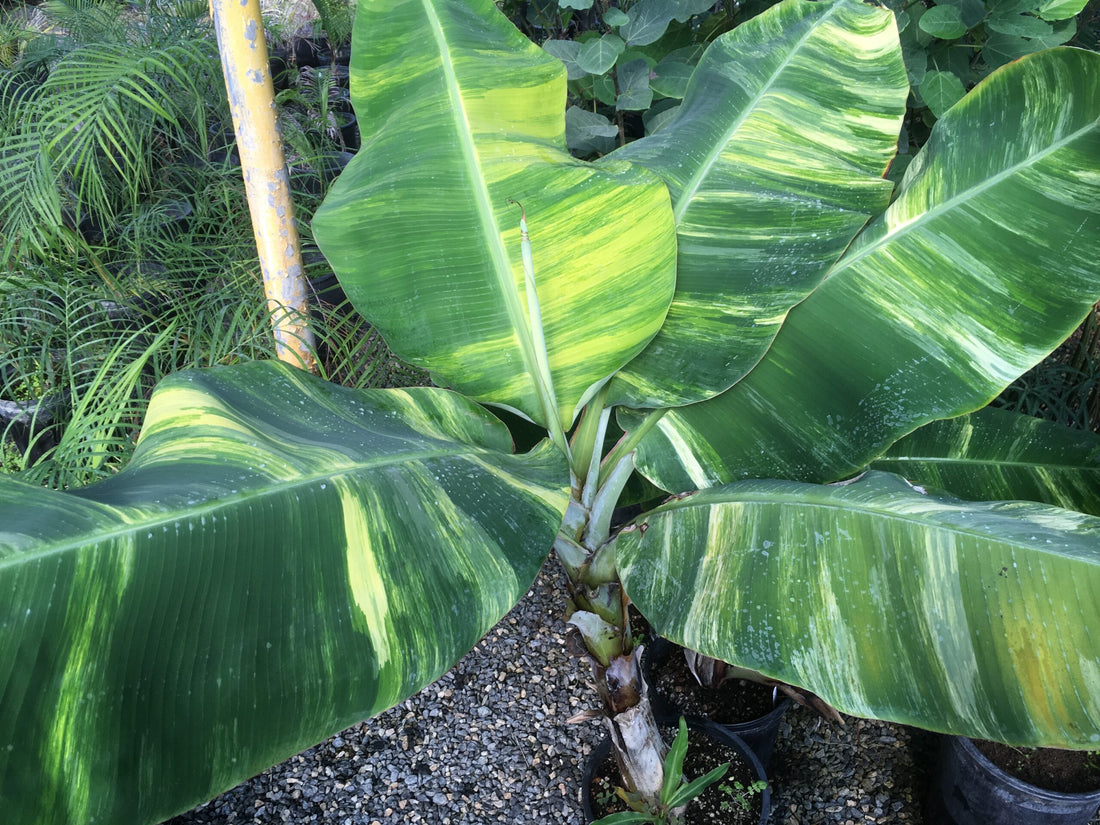 Buy Rare Plants and Fruit trees Delivered to your door! Ross Creek