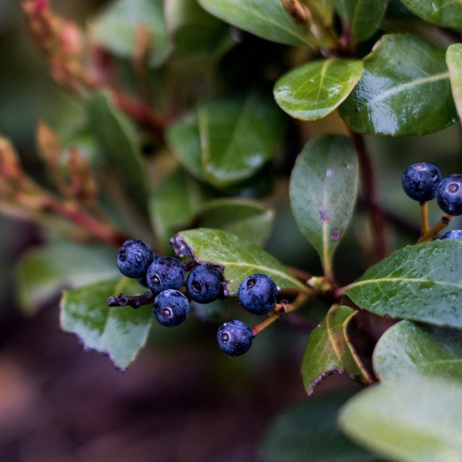 Berries