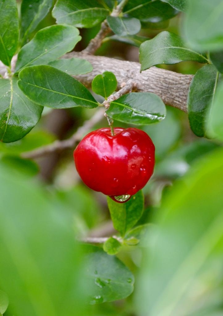 Acerola Cherry