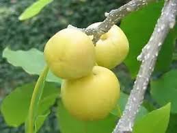 White Sapote