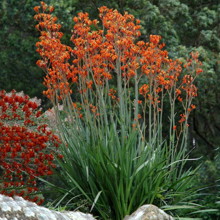 Buy Kangaroo Paw plants online, delivered in Australia – Ross Creek ...