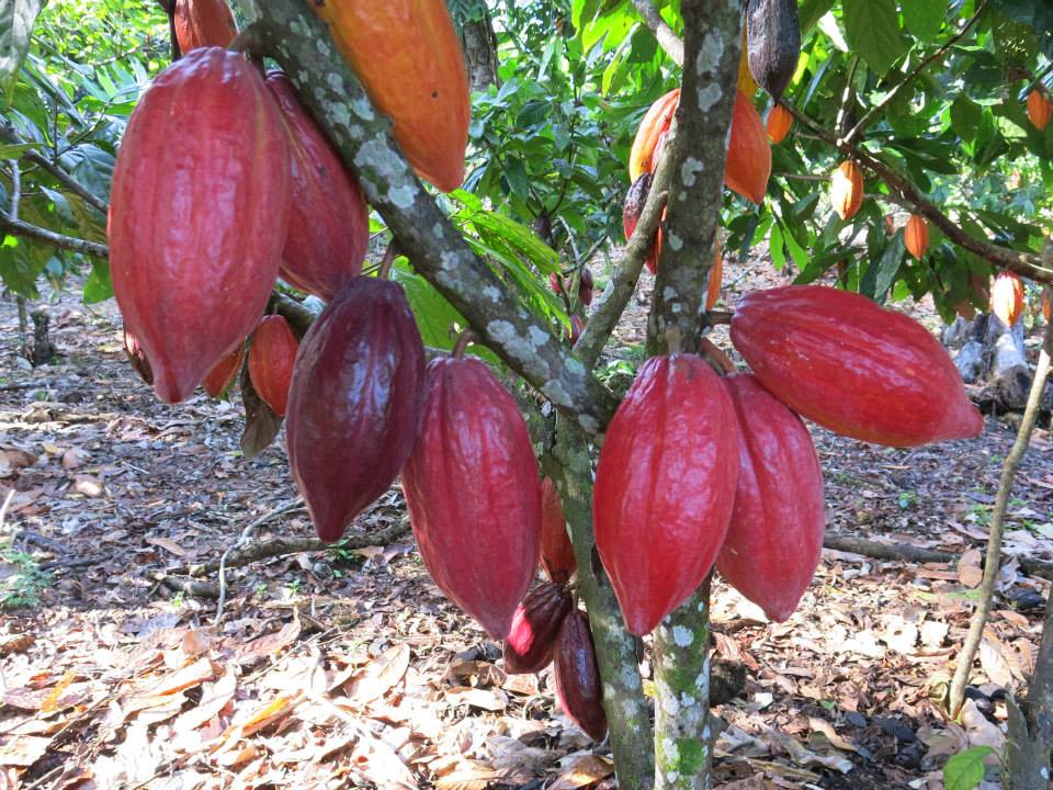 Chocolate Tree Australia Charley's Chocolate Factory | BIG4 Tasman