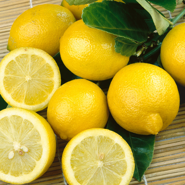 Buy Lemon Fruit trees Delivered to your door! Ross Creek Tropicals