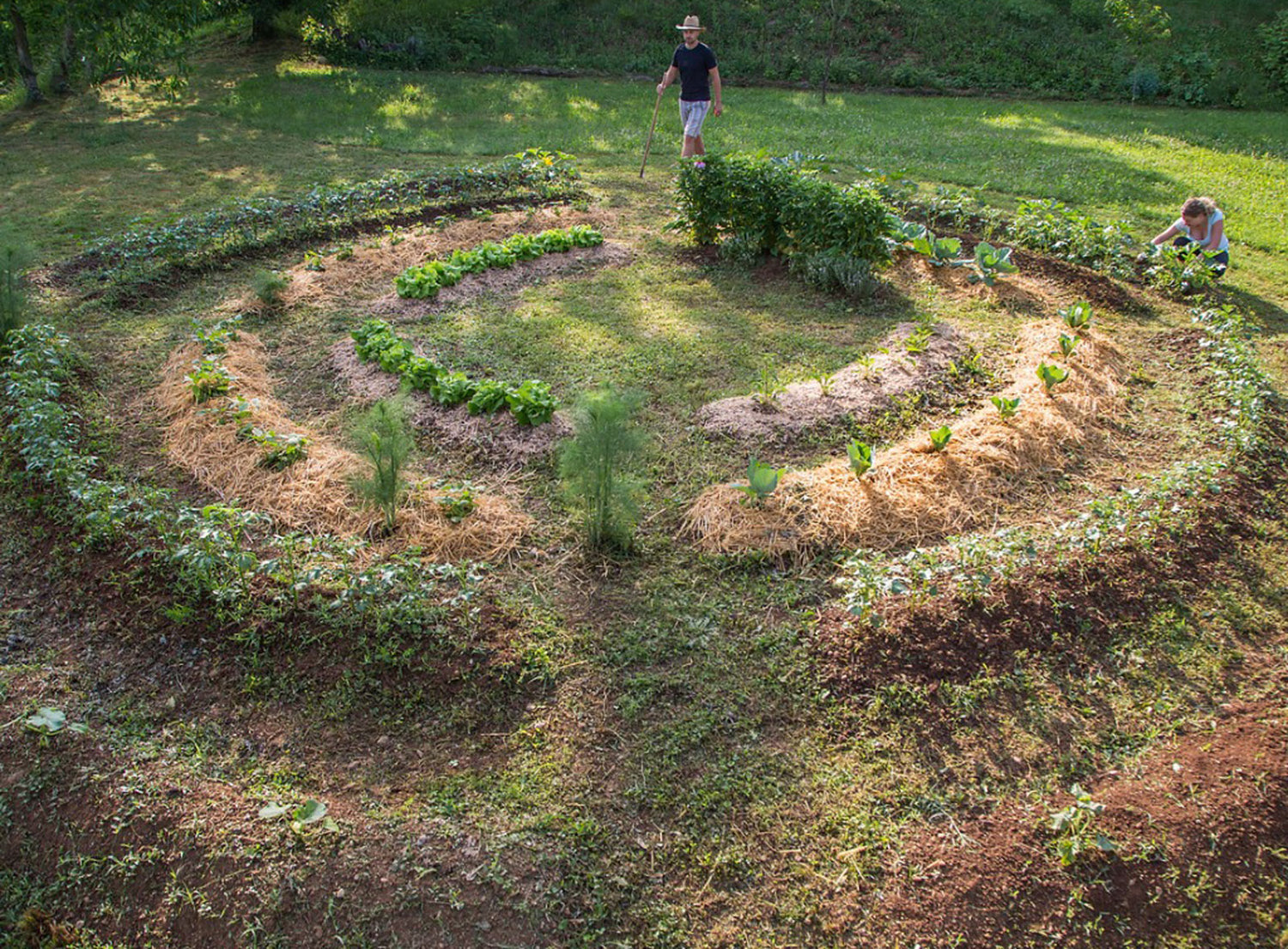 Permaculture Plants