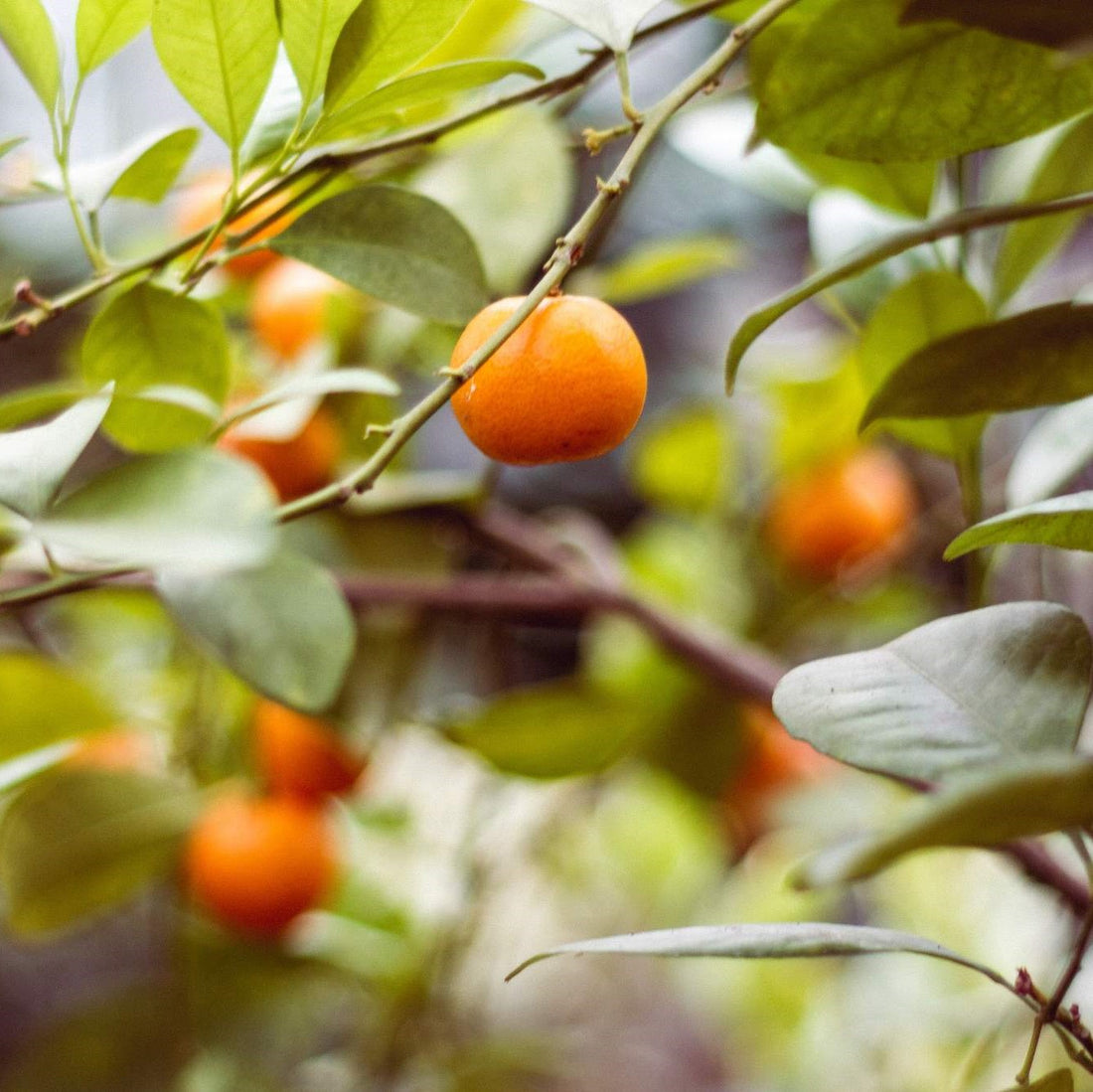 Buy Citrus Fruit trees - Delivered to your door! – Ross Creek Tropicals