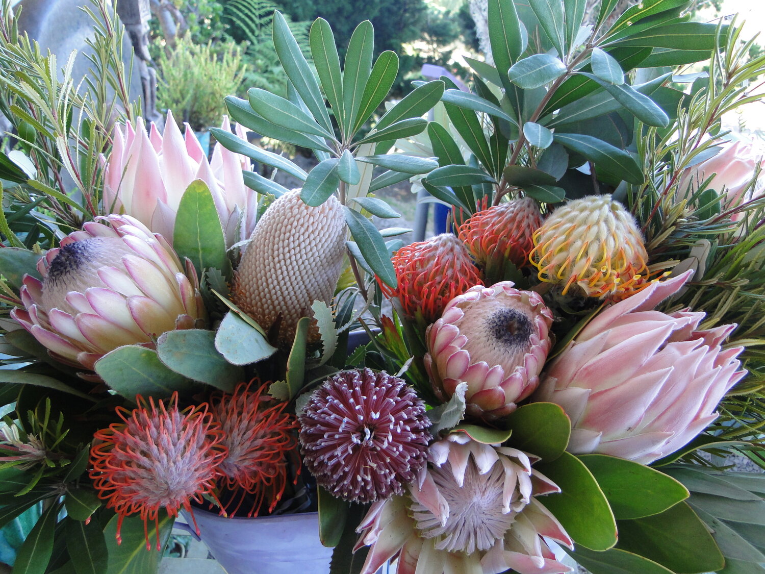 Protea Flora