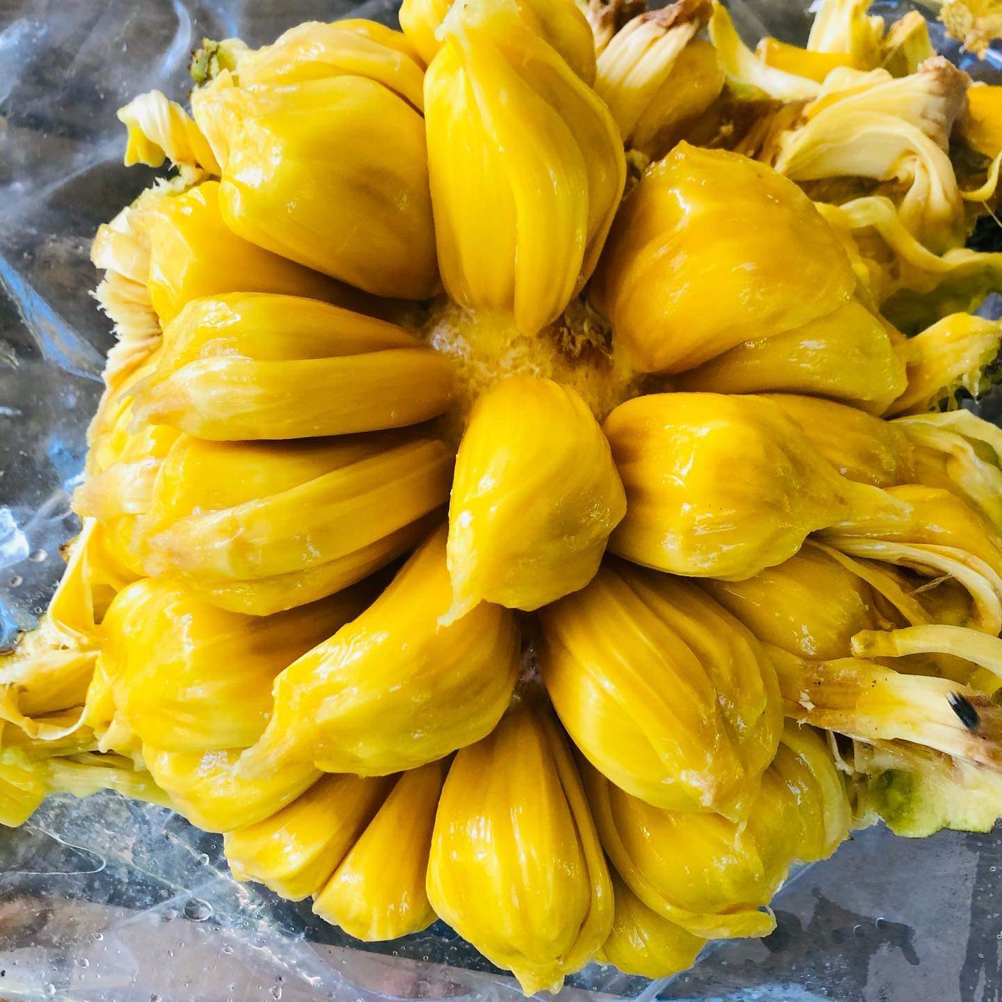 Jackfruit