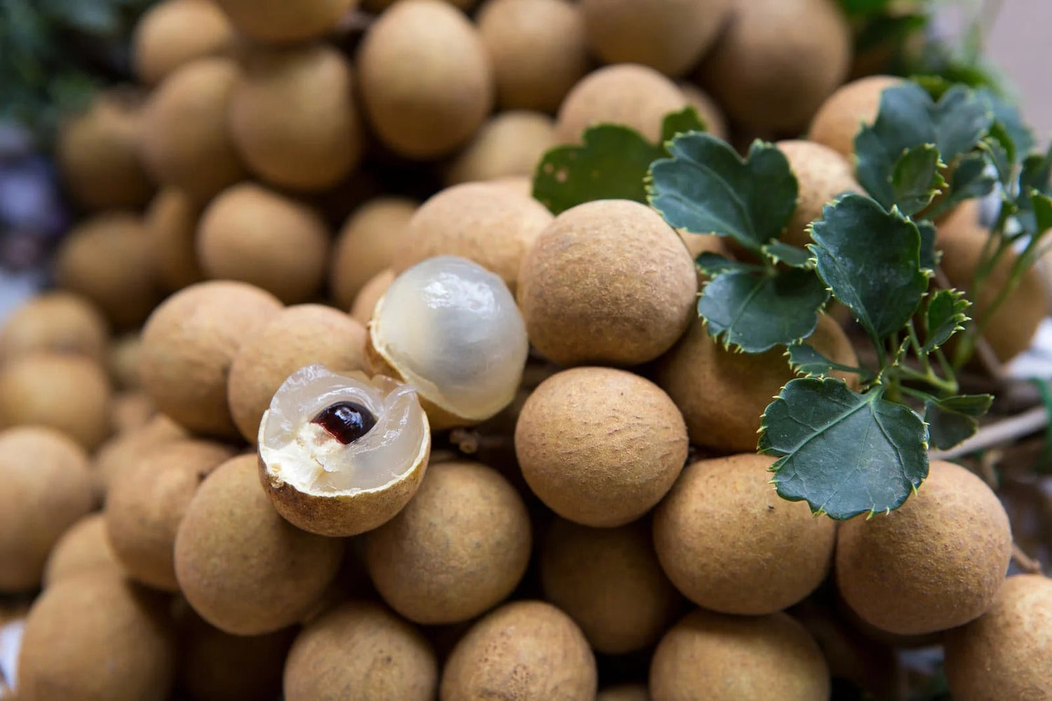 Longan