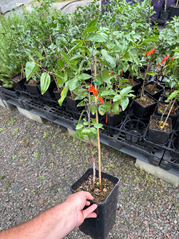 Buy Jujube Trees Online - Delivered to your door! – Ross Creek Tropicals