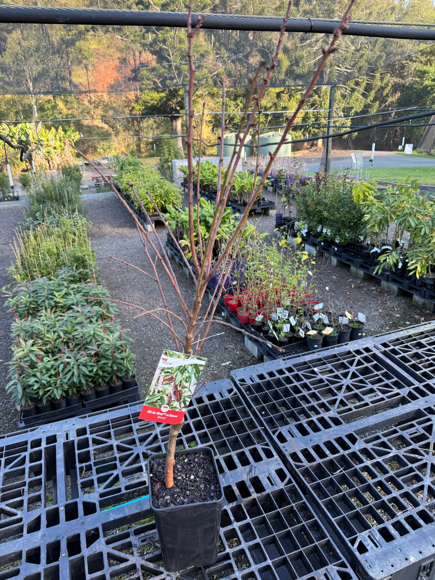 Almond - All in one (Bare Root Potted)