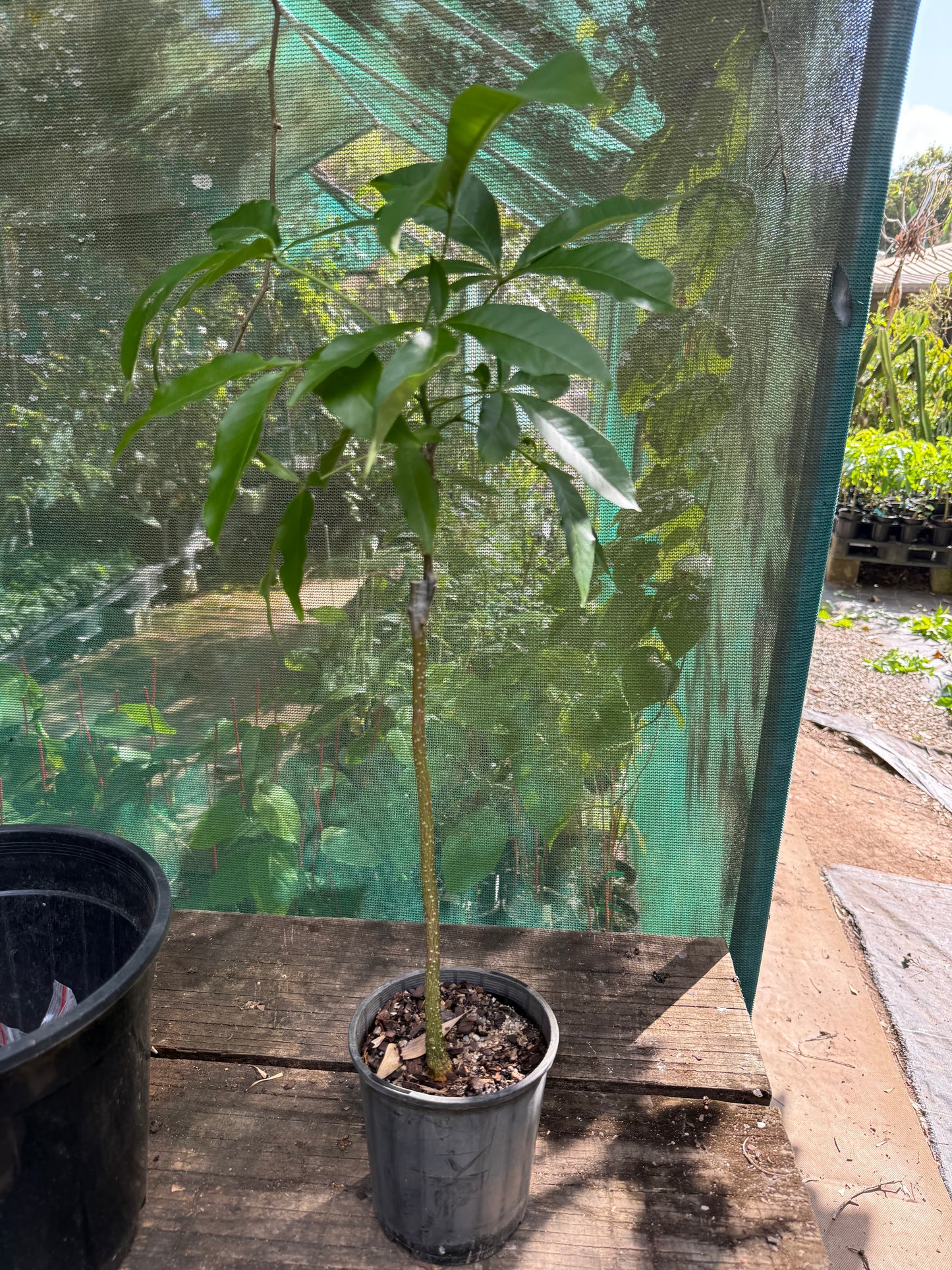 White Sapote - Suebelle Grafted