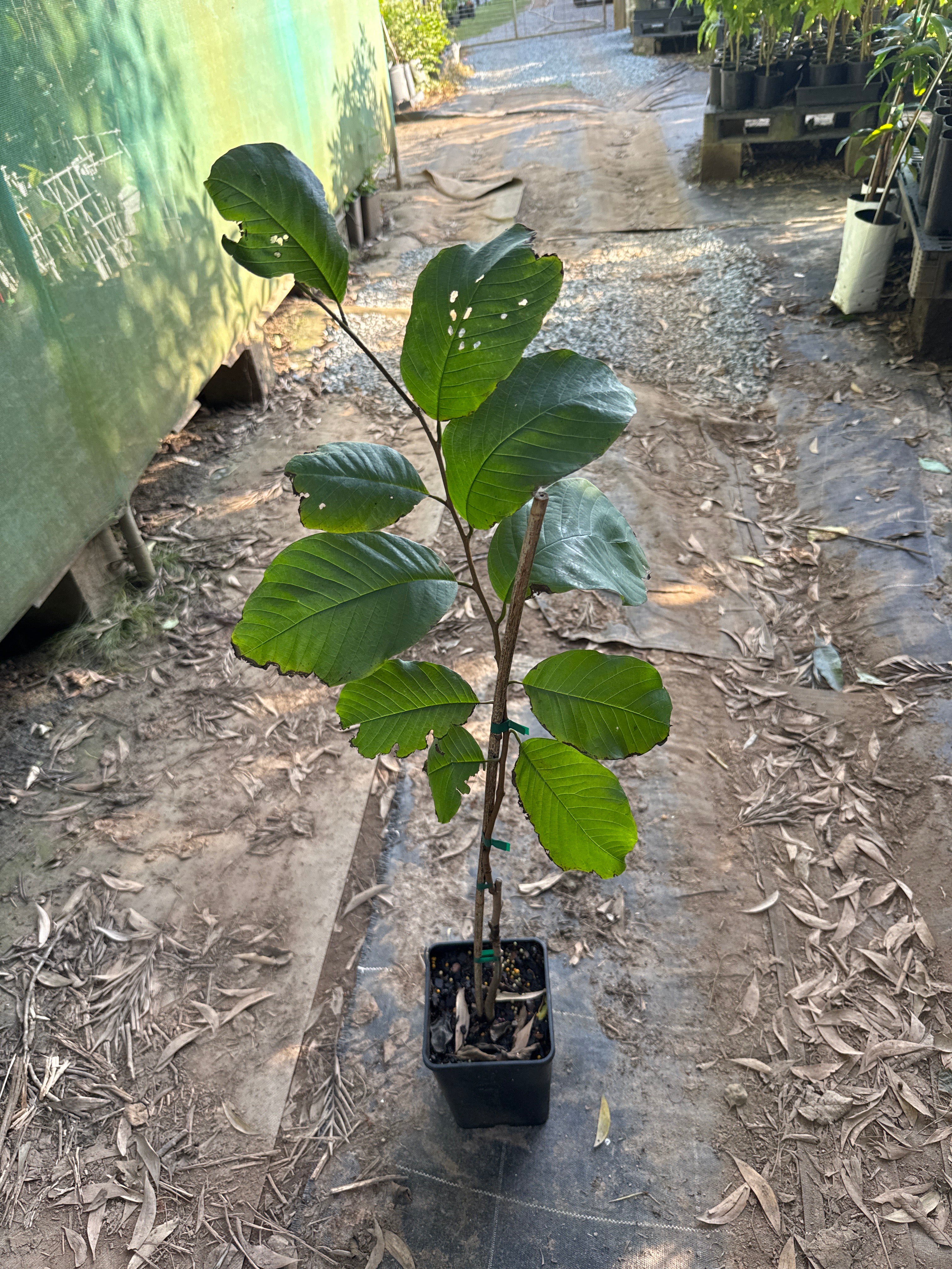 Buy Custard Apple Tree online - Delivered to your door – Ross Creek ...
