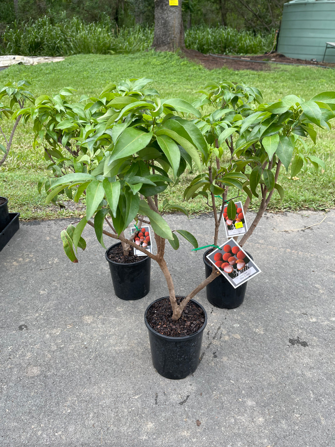 Buy Lychee Fruit trees - Delivered to your door! – Ross Creek Tropicals