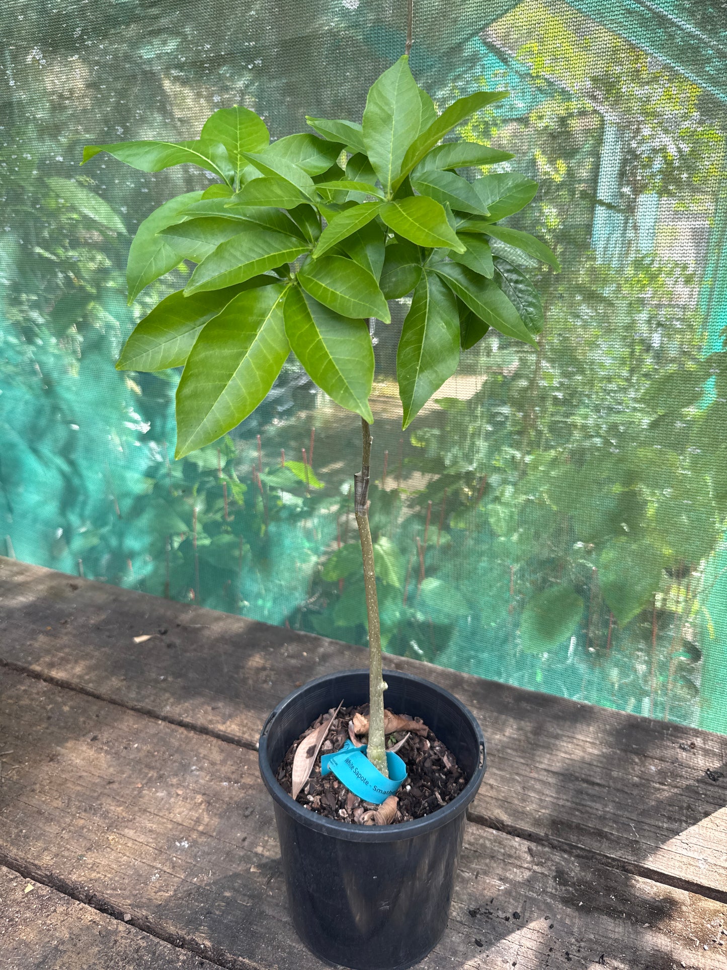 White Sapote - Smathers Grafted