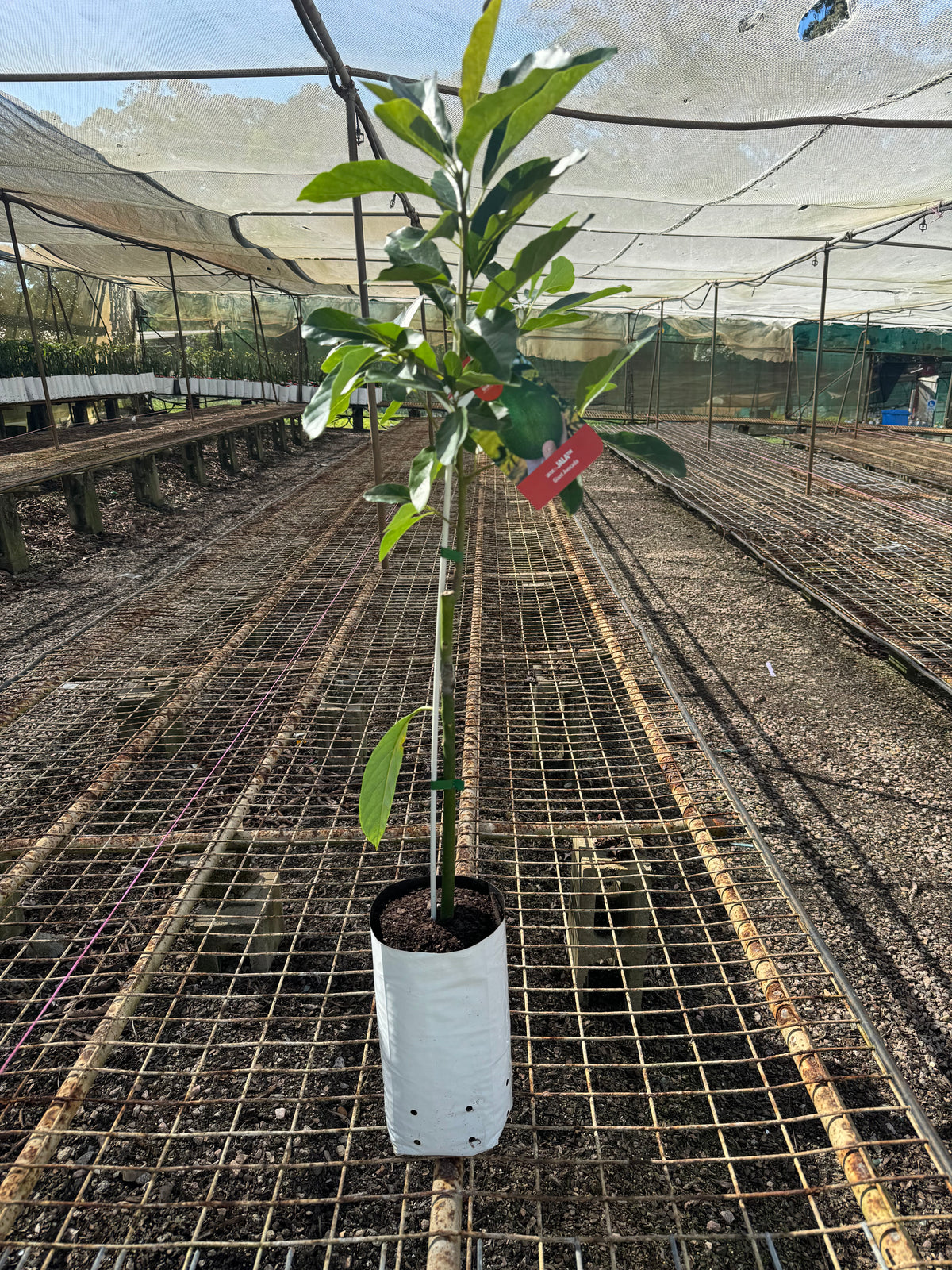 Buy Jala Avocado Tree 5l - Giant Avocado Cheapest Price – Ross Creek ...