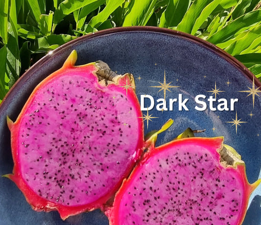 Dragon fruit - Dark Star