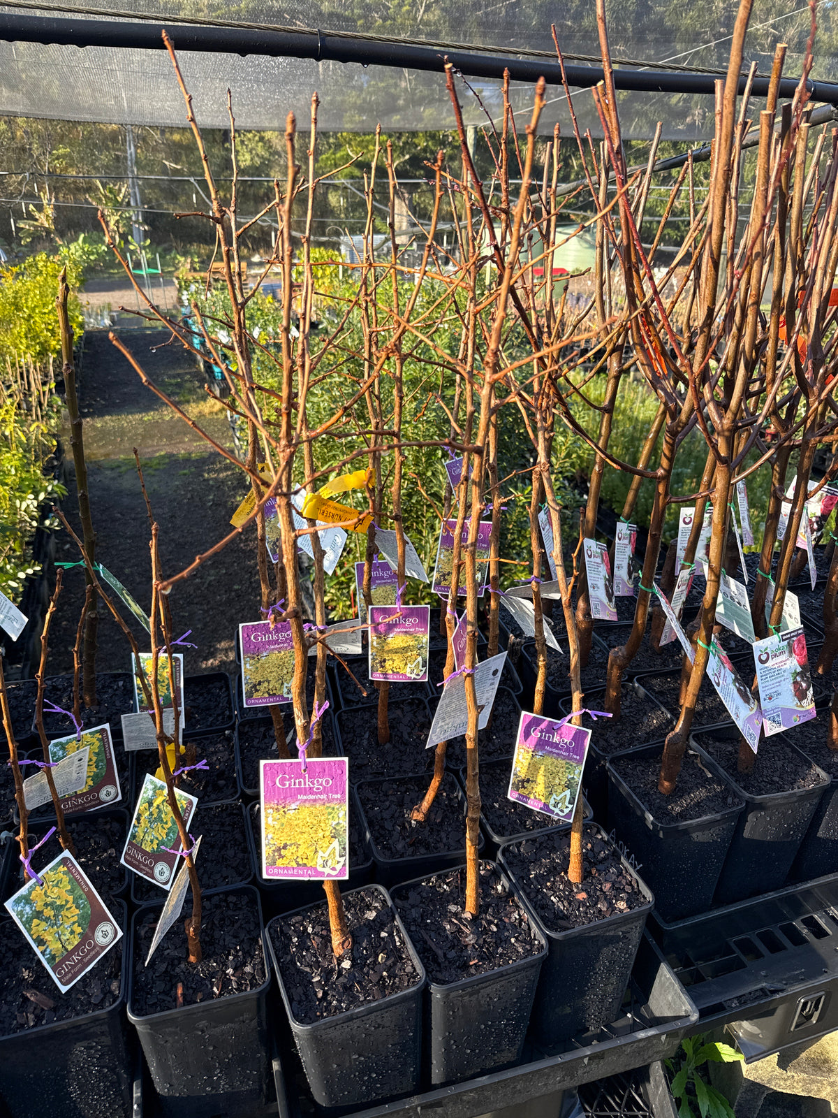 Ginko Biloba - Maiden Hair tree ( Bare Root Potted)