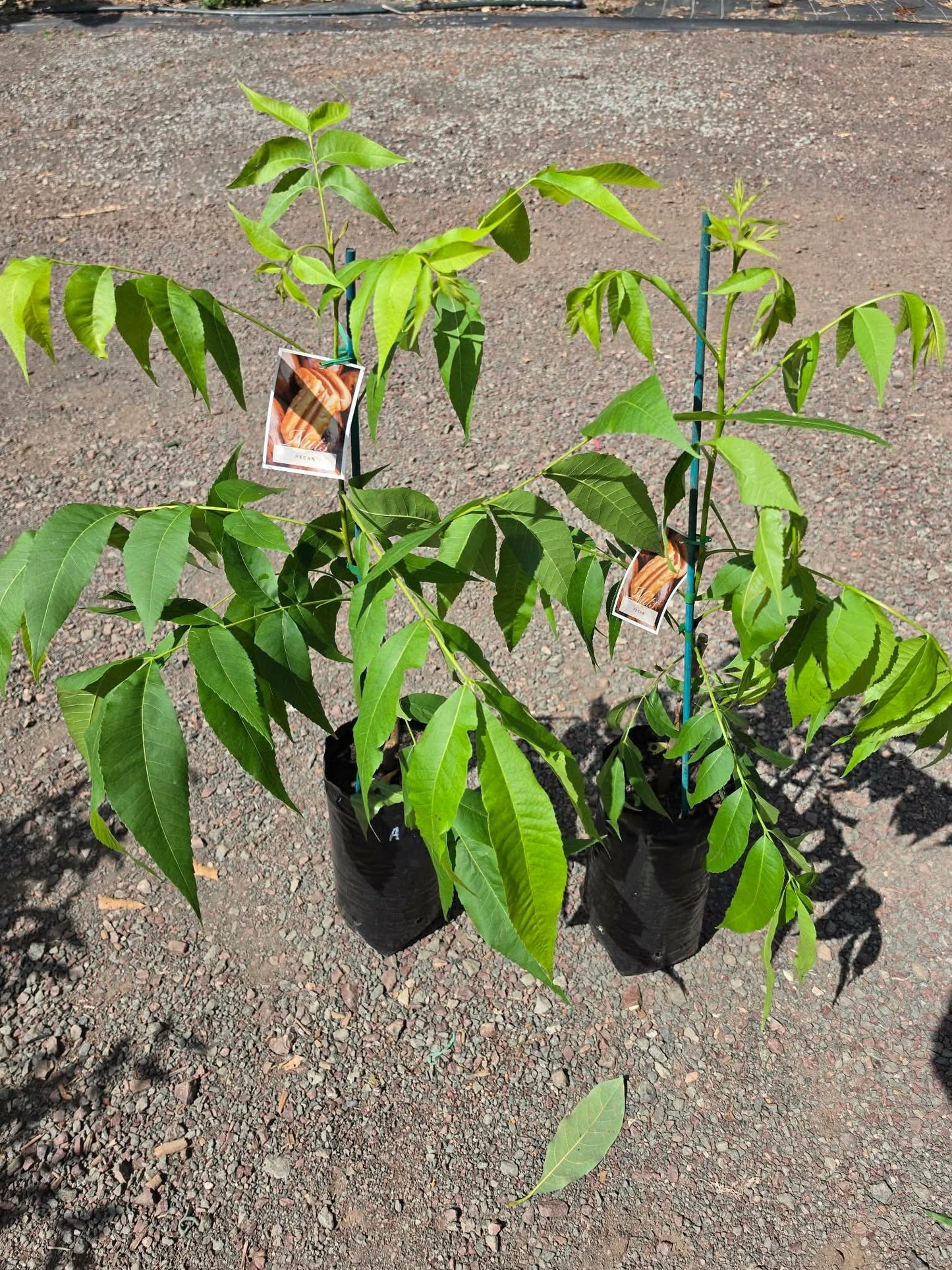 Apache -  Pecan 6l (B)