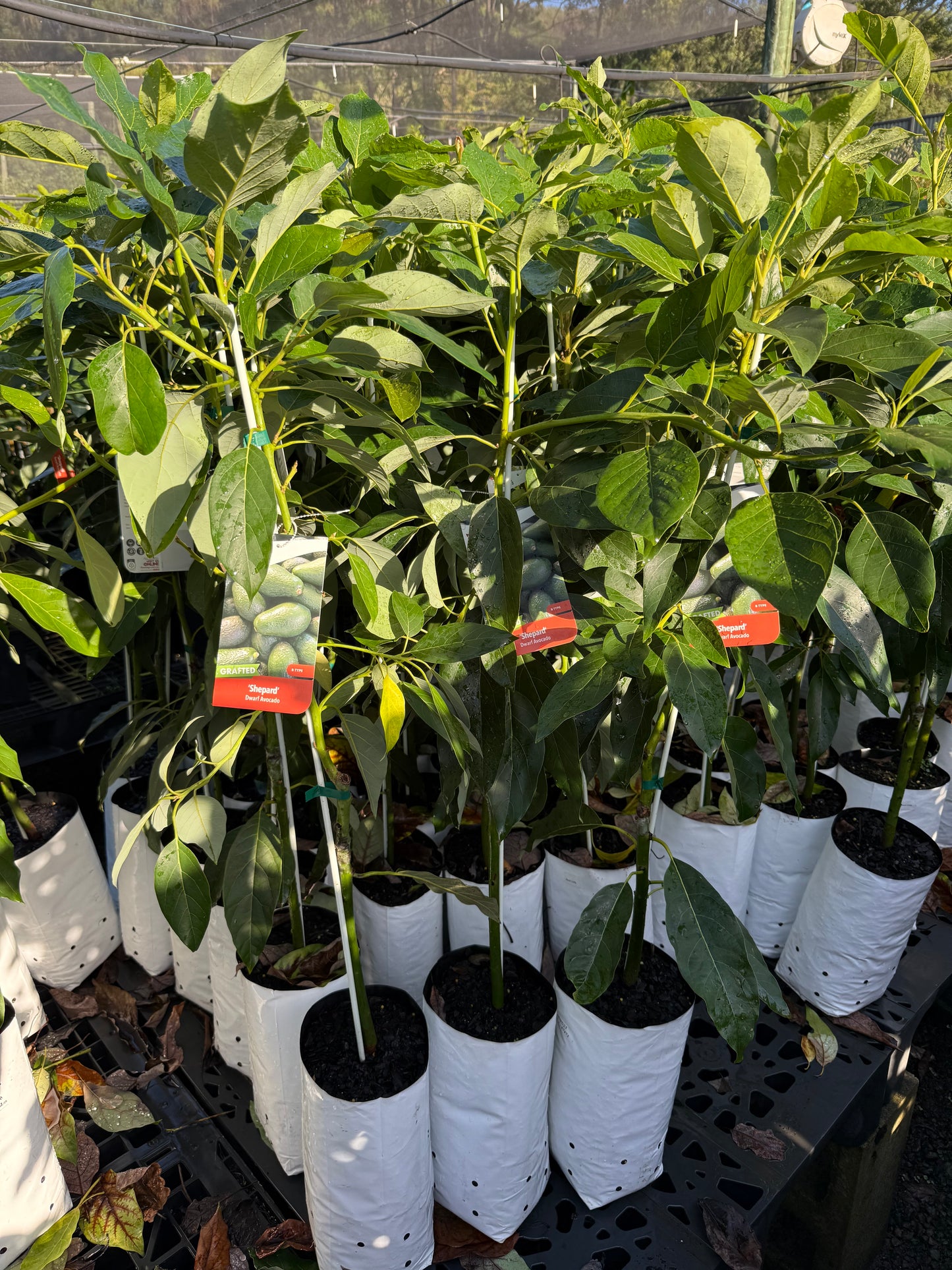Avocado Semi Dwarf - Shepard (B Type) 5L