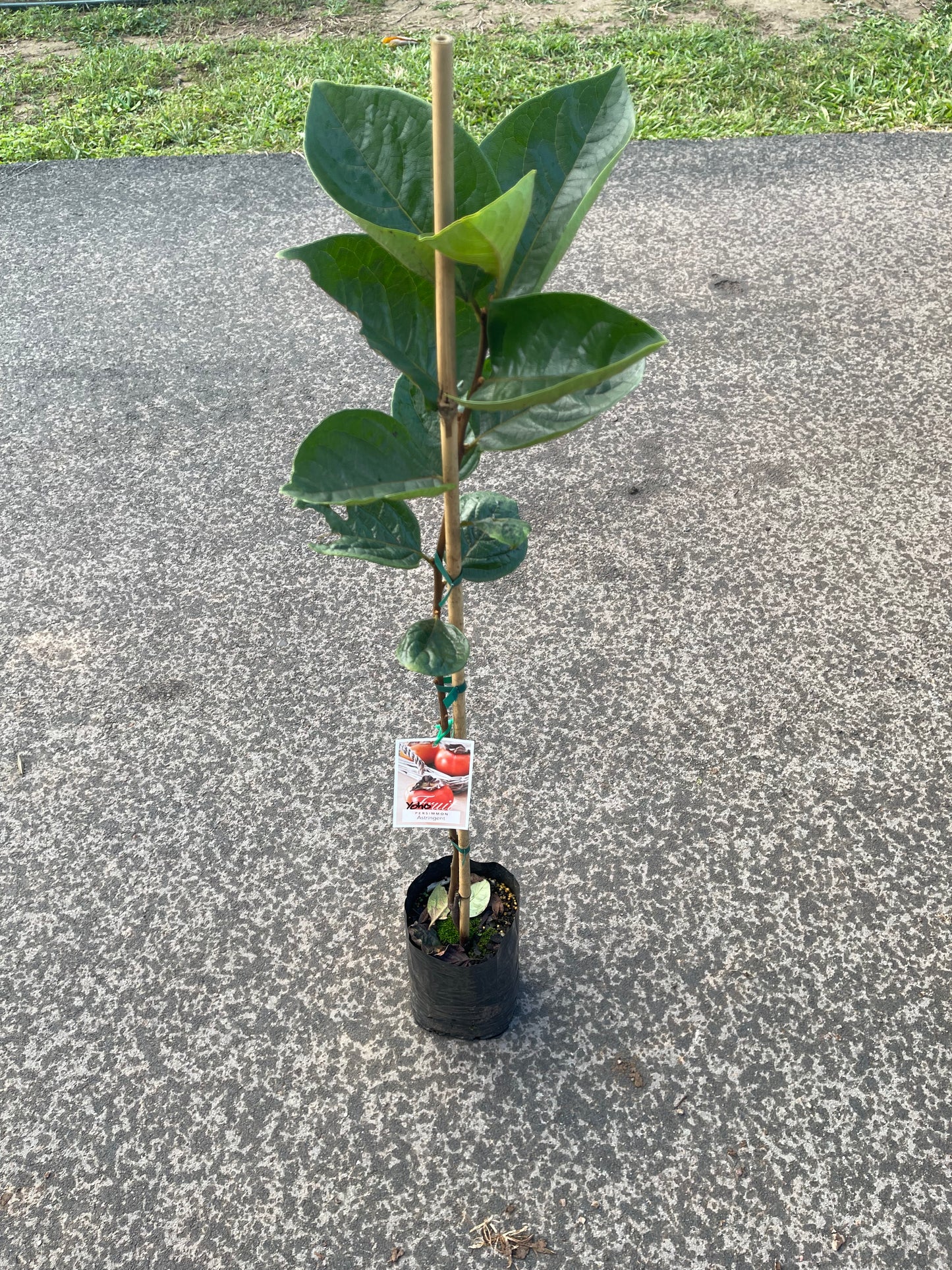 Persimmon Flat seedless - Astringent