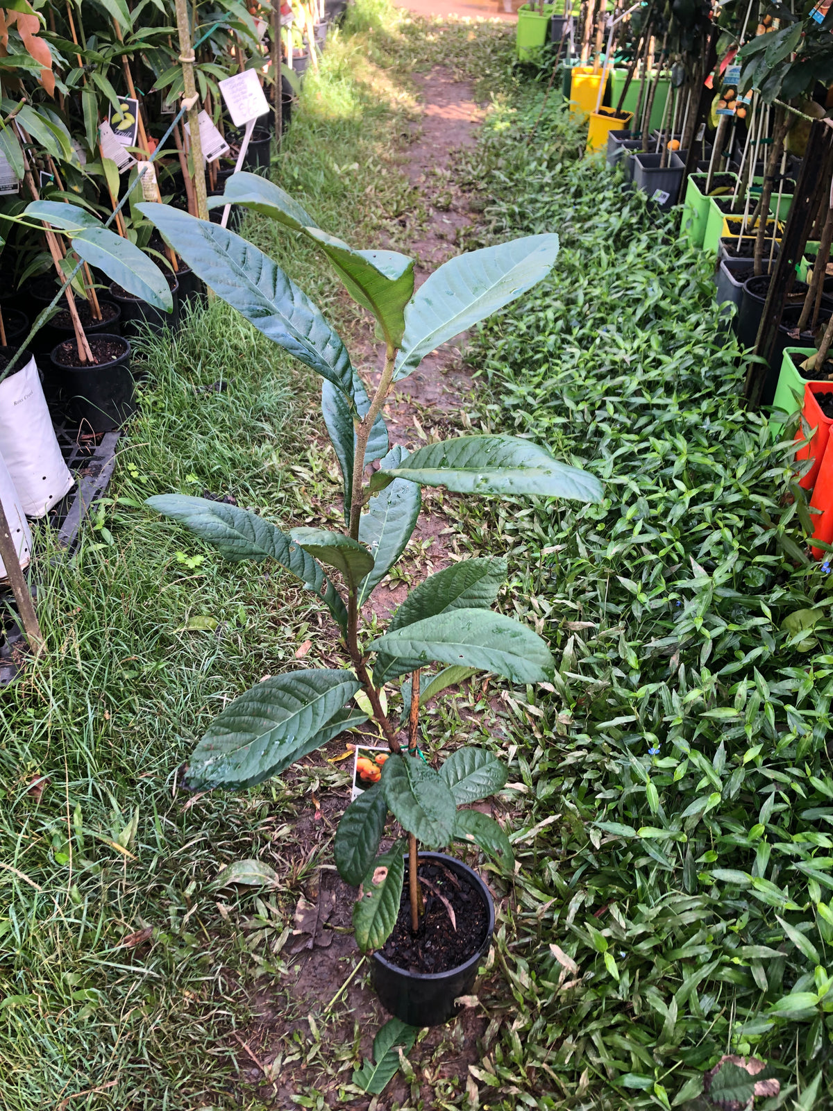 Buy Loquat Tree online – Ross Creek Tropicals