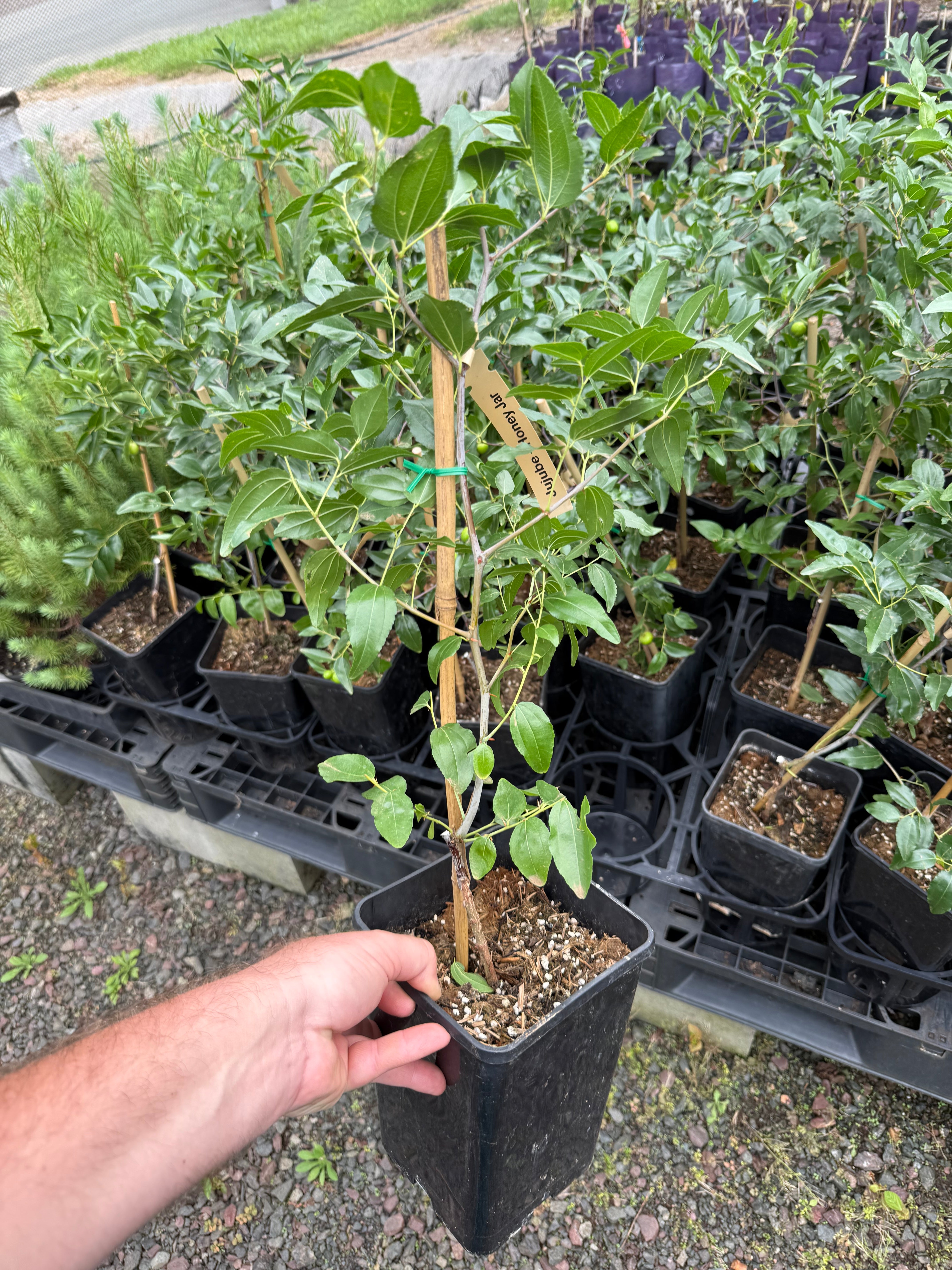 Buy Jujube Trees Online - Delivered to your door! – Ross Creek Tropicals