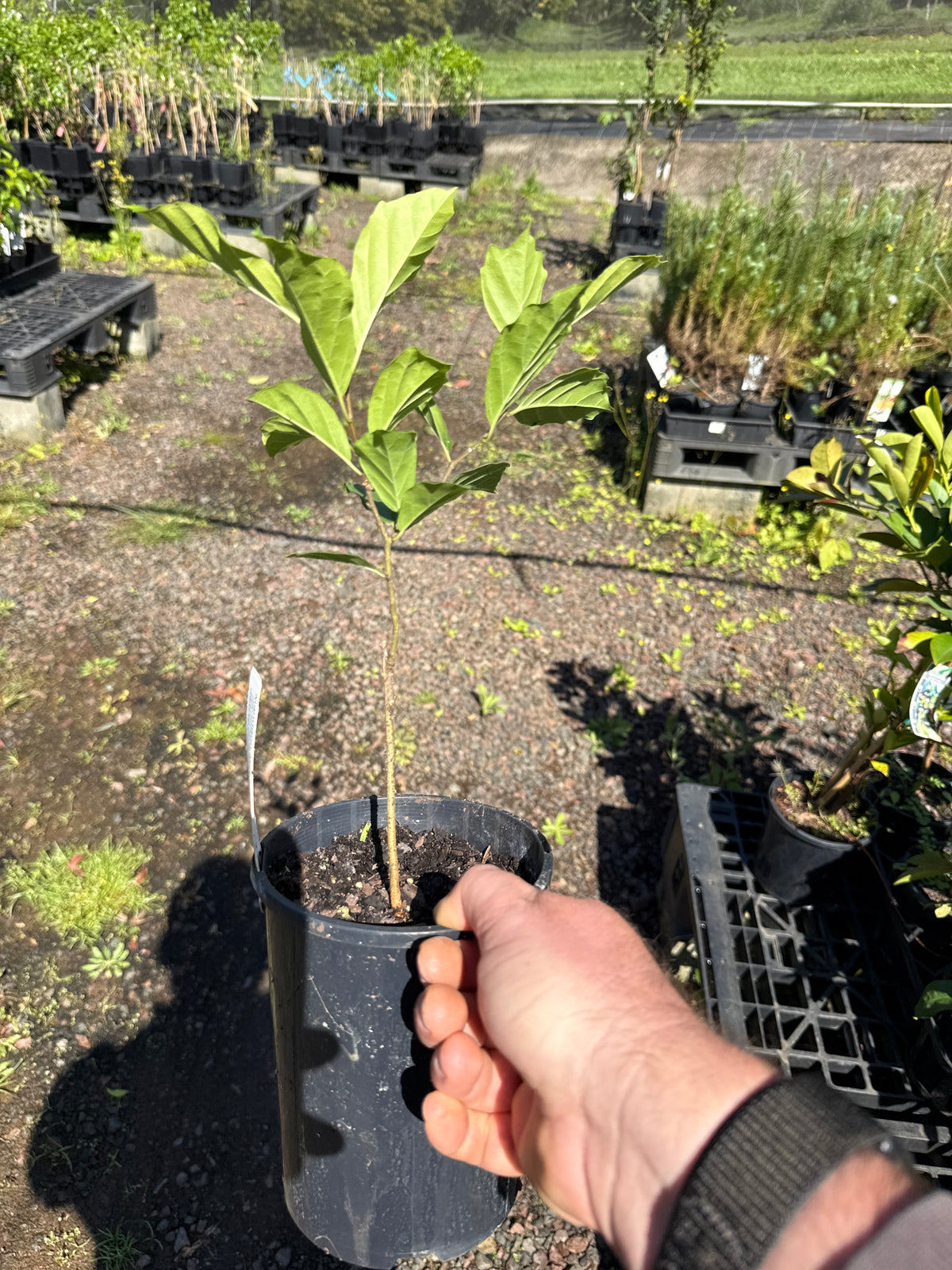Che Fruit - Mandarin Melon Berry - Grafted (Bare Root Potted)