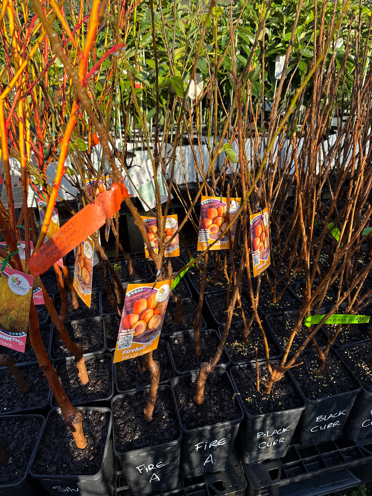 Apricot - Fireball Dwarf ( Bare Root Potted )
