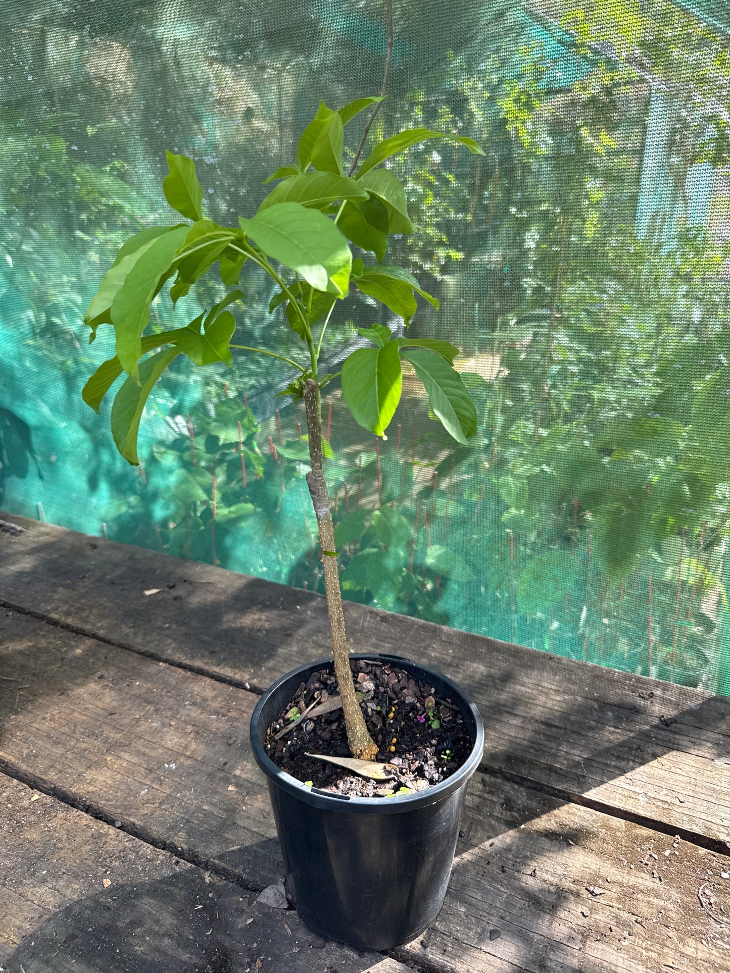White Sapote - Reinecke Commercial Grafted