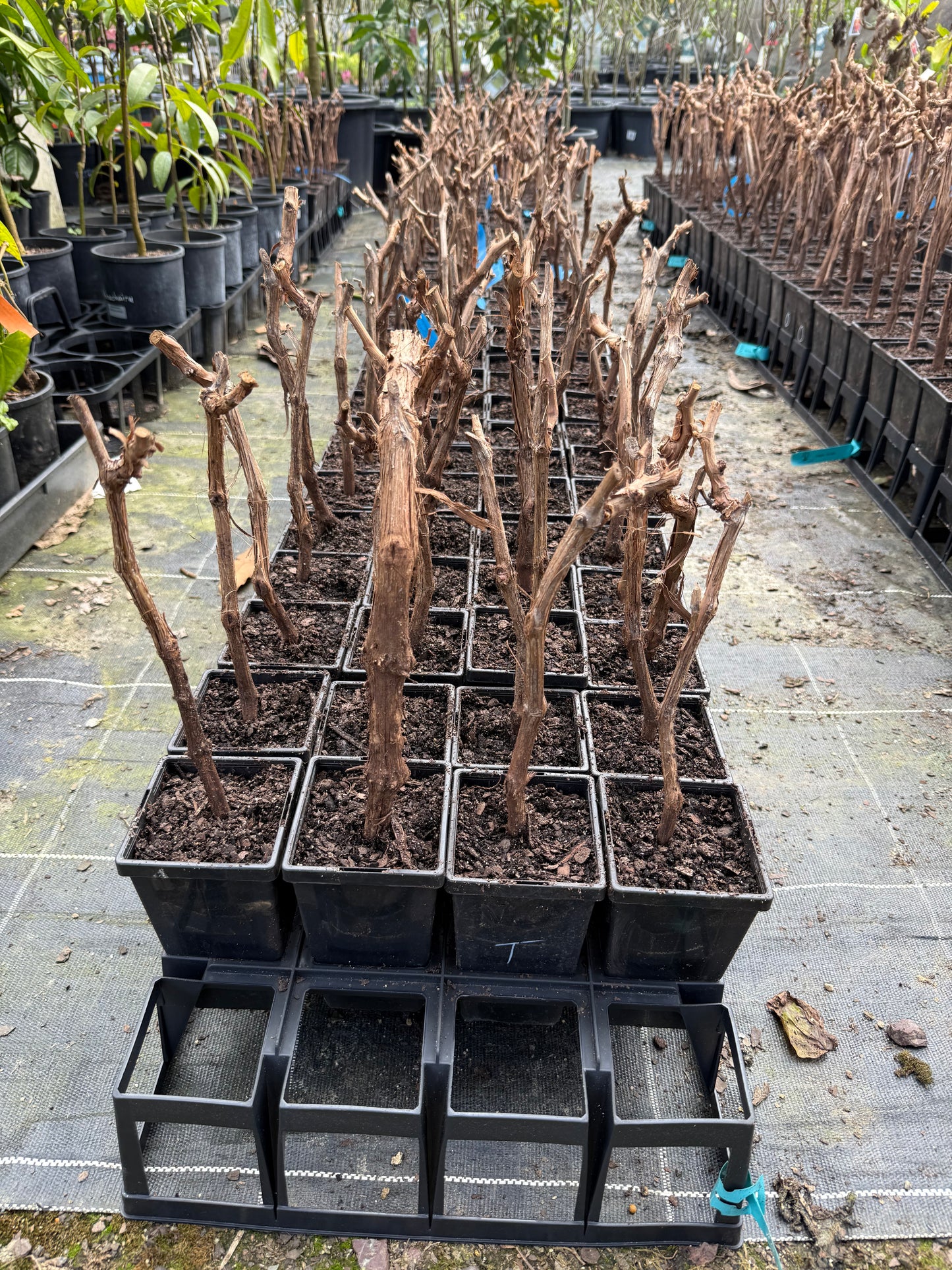 Grape Sultana H5 Seedless QLD ONLY (BARE ROOT)