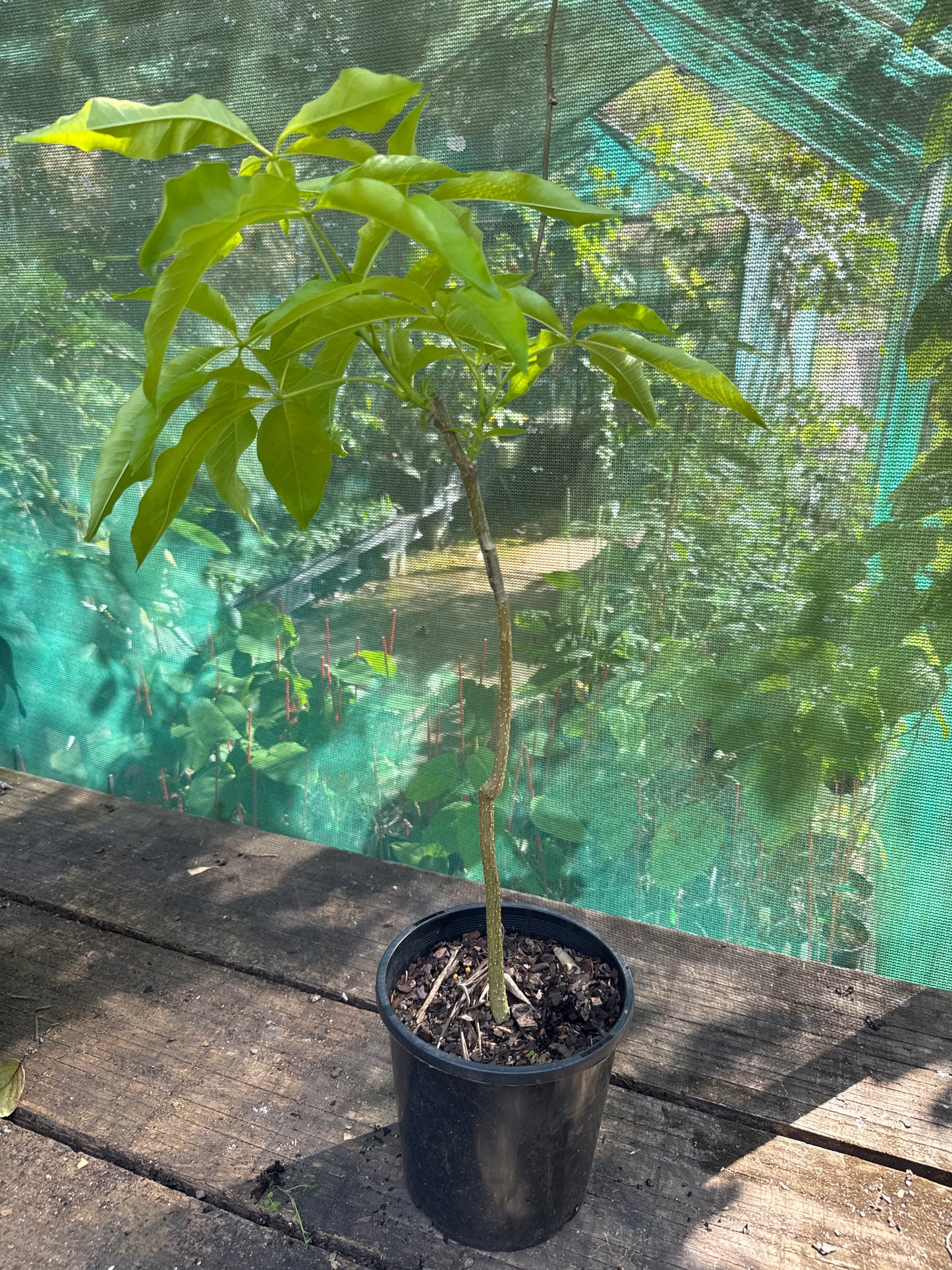 White Sapote - Pike Grafted