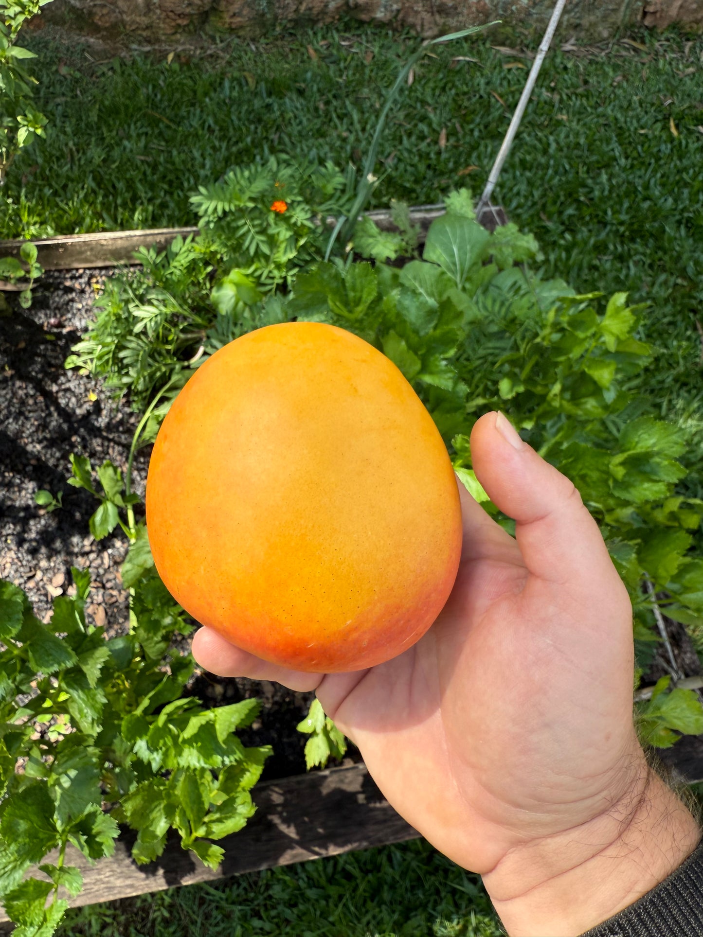Mango - Honey Gold - Semi Dwarf