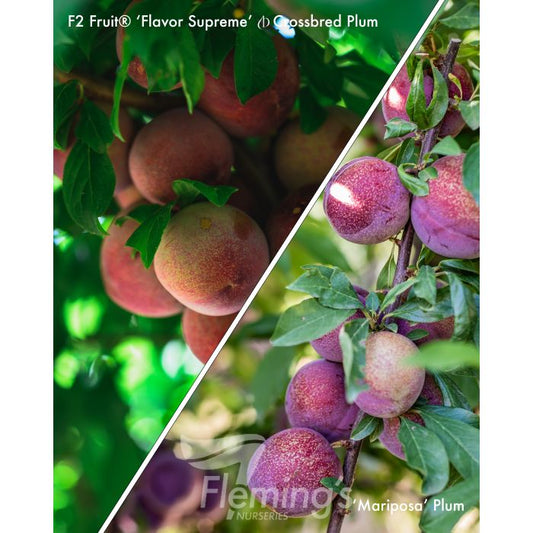 Flavor Supreme + Mariposa 2 way Plum