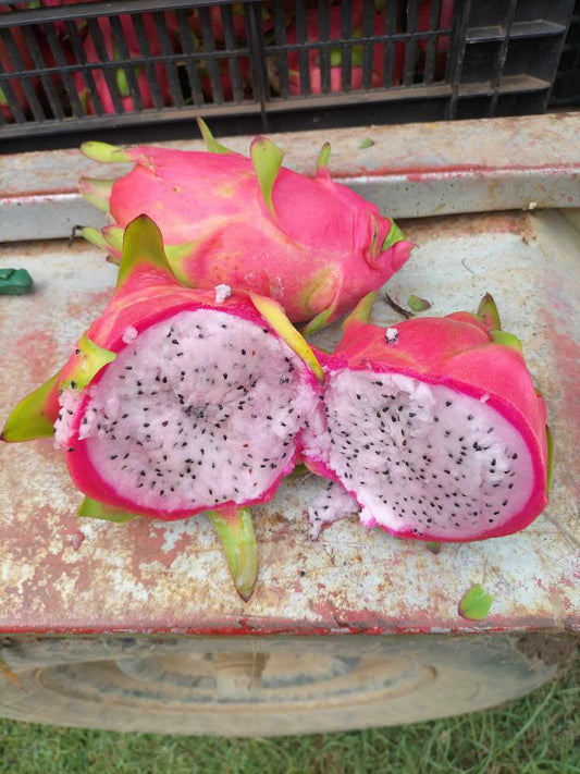 Dragon fruit - Pink Champagne