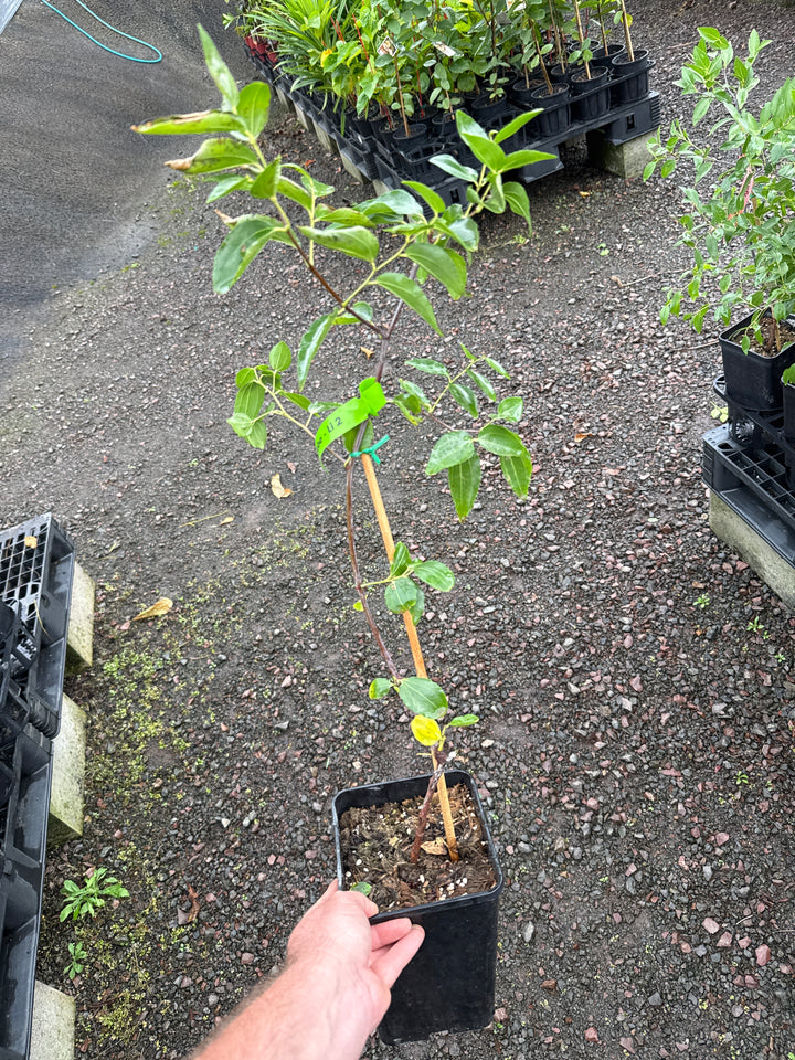 Buy Jujube Trees Online - Delivered to your door! – Ross Creek Tropicals