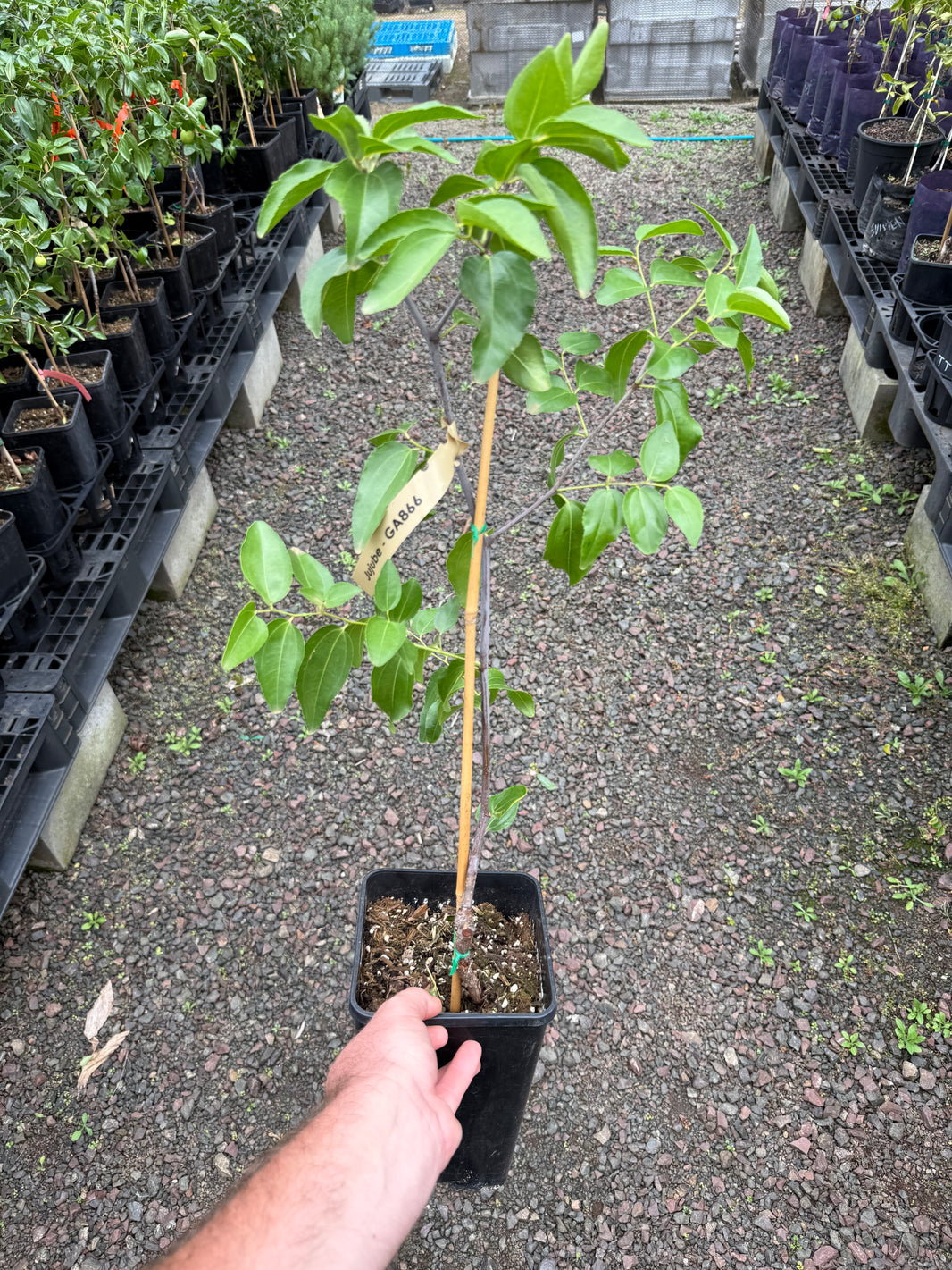 Buy Jujube Trees Online - Delivered to your door! – Ross Creek Tropicals