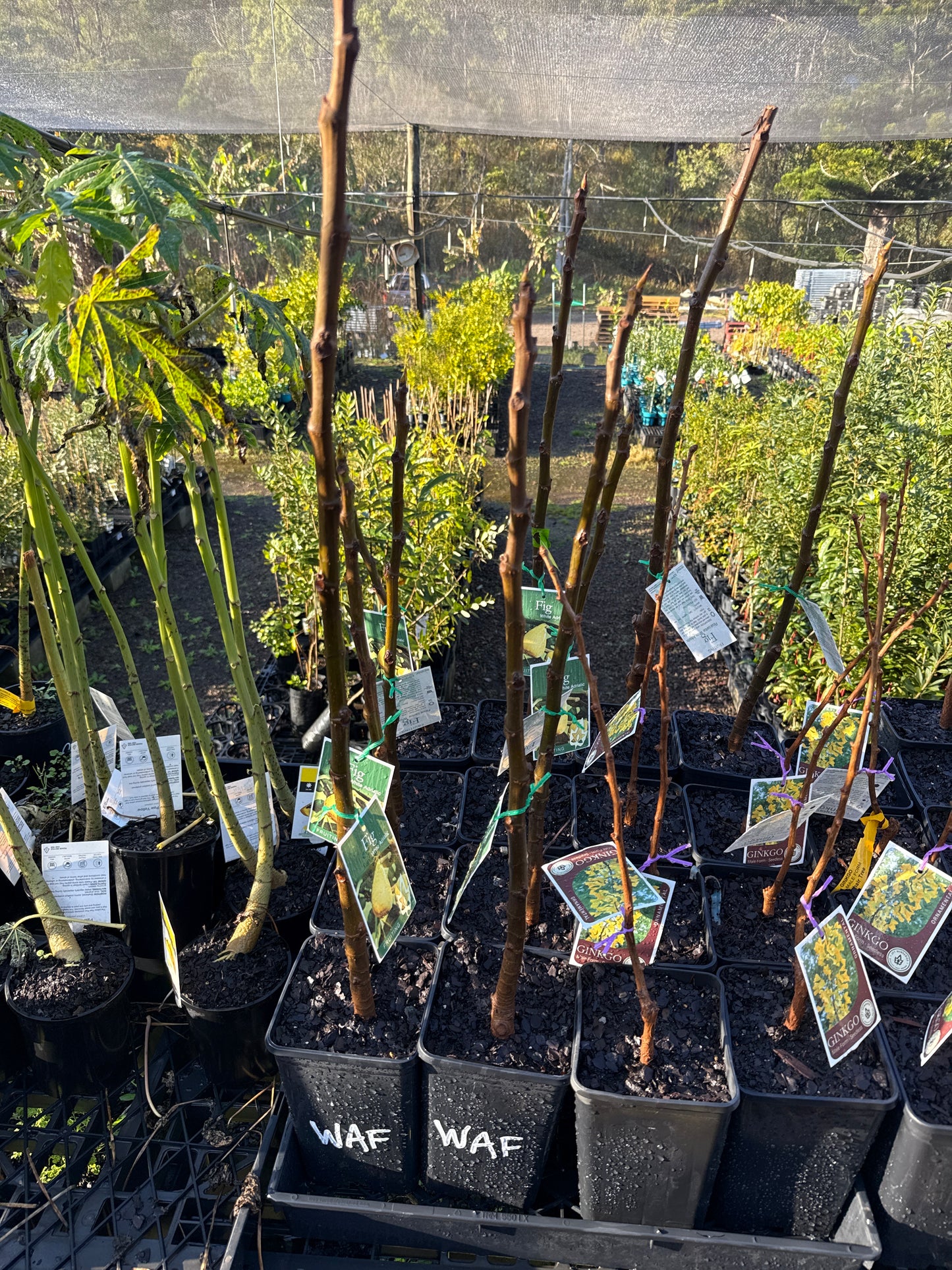 Fig - White adriatic (Bare Root Potted)