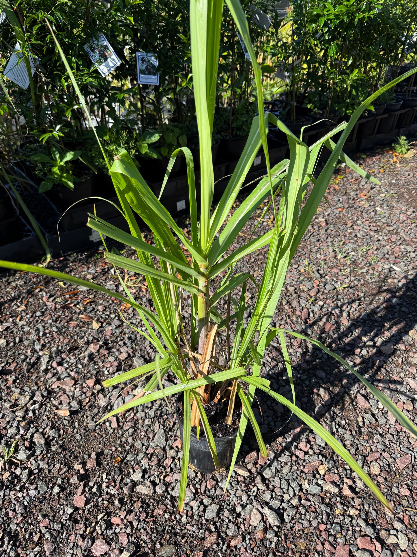 Sugar cane - Badila