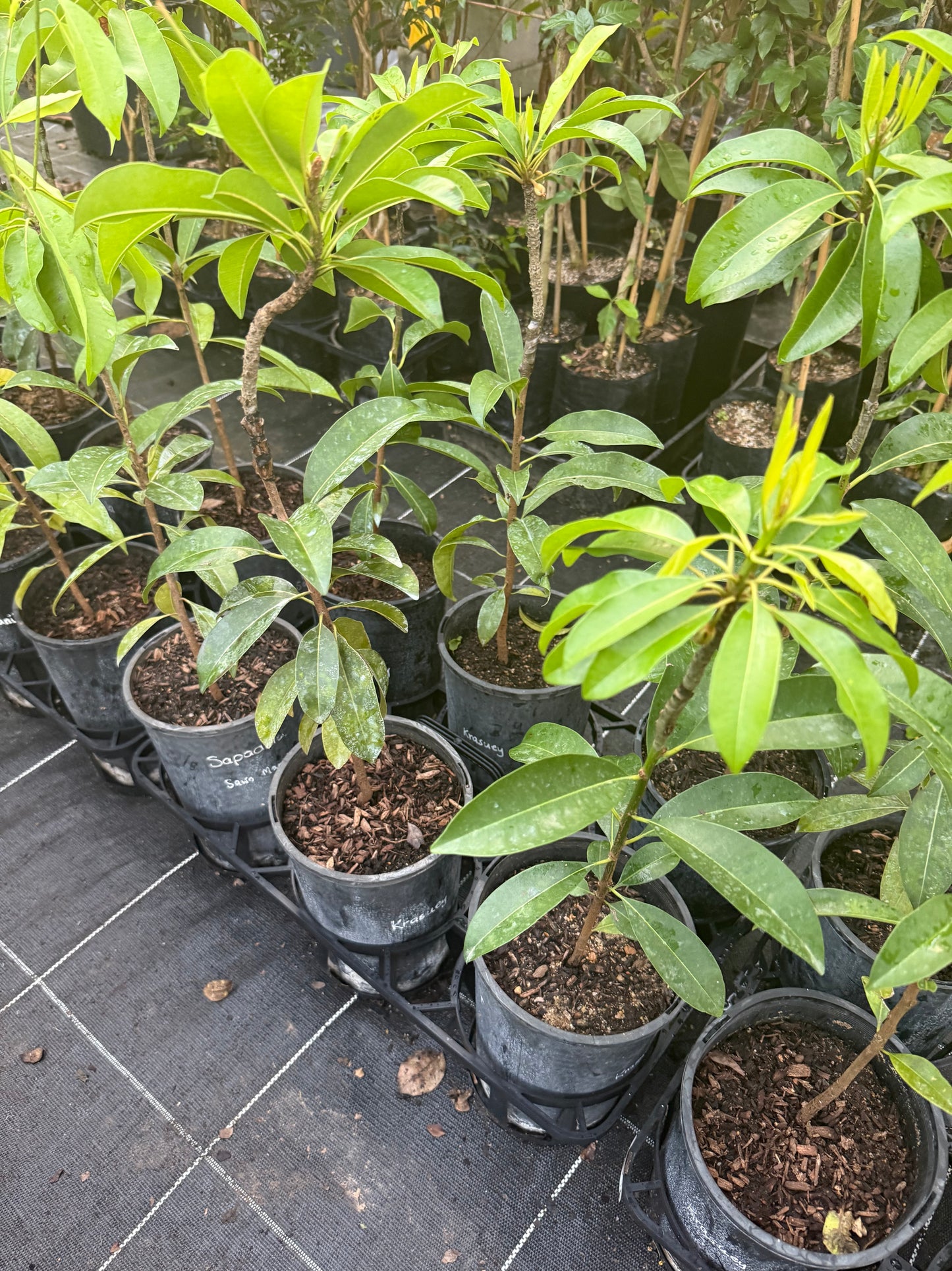 Sapodilla Grafted - Krasuey
