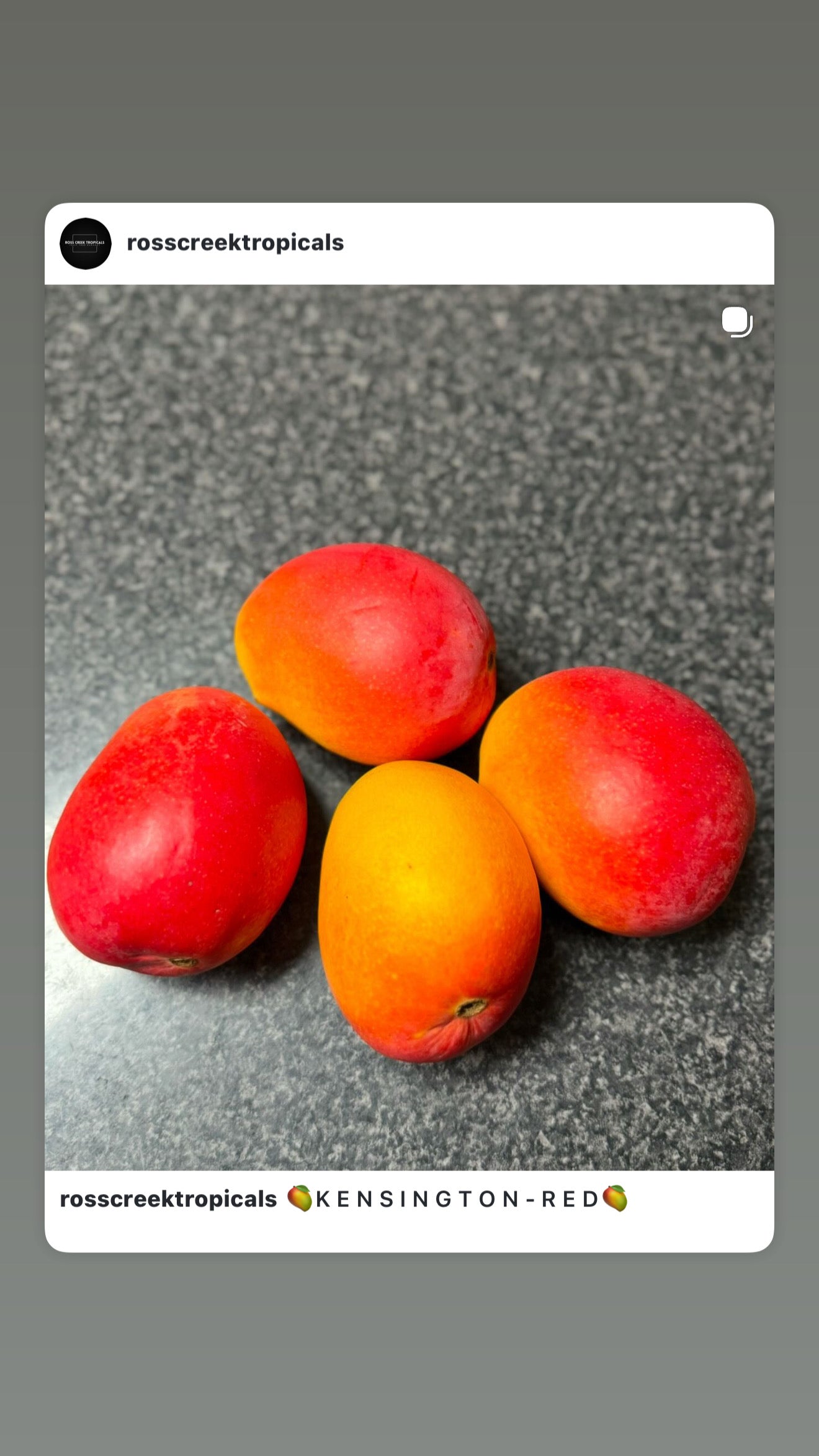 Mango - Kensington Red - Semi Dwarf