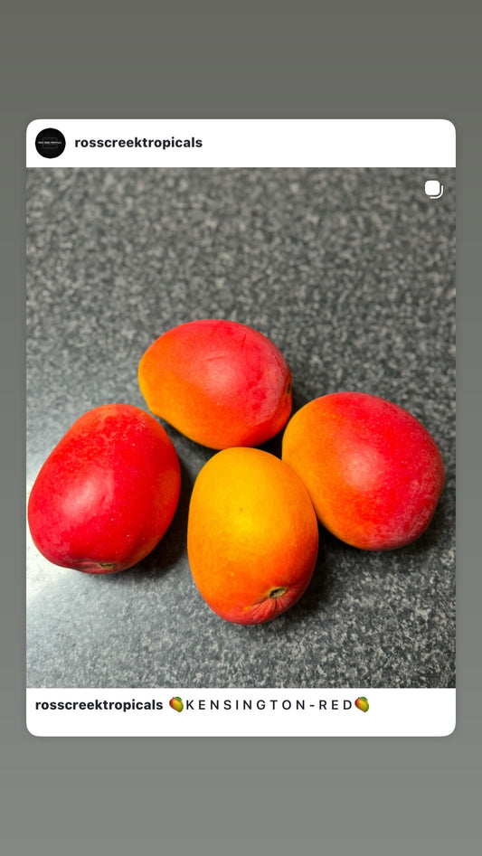 Mango - Kensington Red - Semi Dwarf