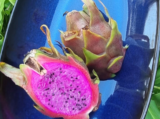 Dragon fruit - Condor