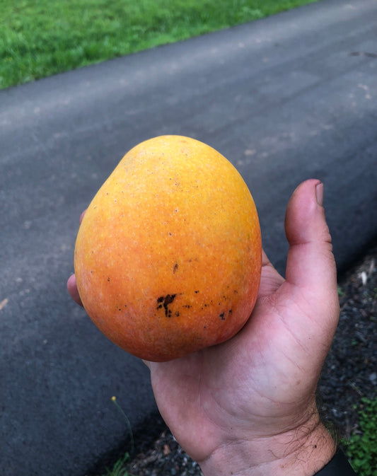 Mango - Glenn