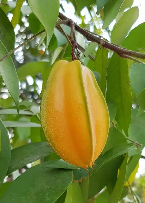 Star fruit B17 Honey Sweet